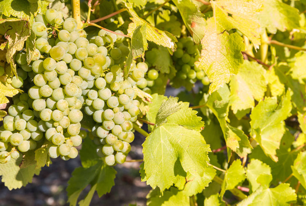 grappes de raisins Sauvignon Blanc mûrs poussant sur la vigne dans le vignoble
 - Photo, image