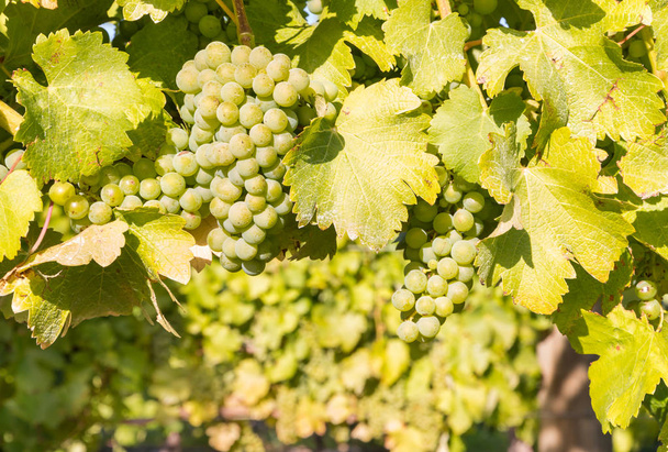 close-up of ripe bunches of chardonnay grapes growing on vine in vineyard - Photo, Image