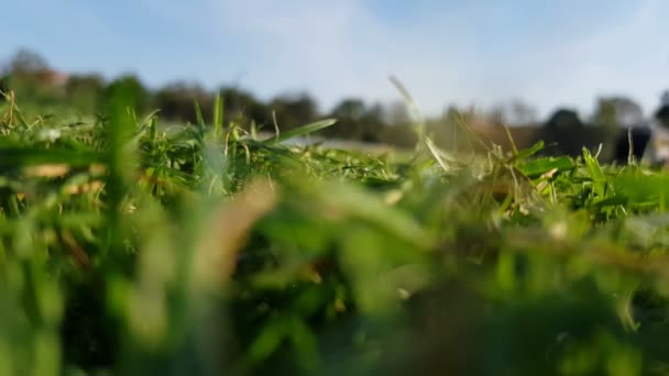 skoszonej trawy wyfruwa kosiarki - Materiał filmowy, wideo