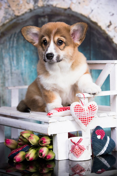 welsh corgi puppy and flowers - Фото, зображення