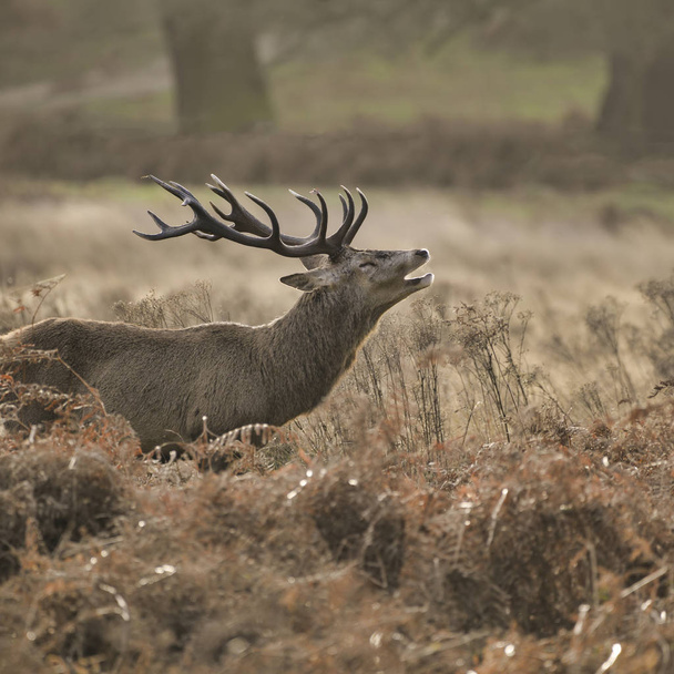 Stunning red deer stag Cervus Elaphus with majestic antelrs in Autumn Fall froest landscape - Photo, Image
