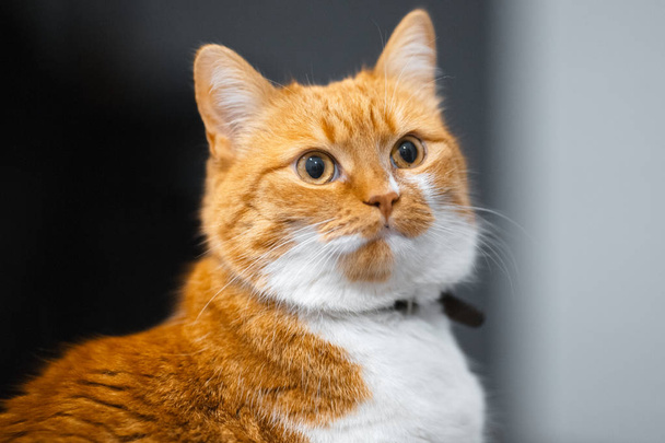 Close-up portrait of red white Norwegian cat - Photo, Image