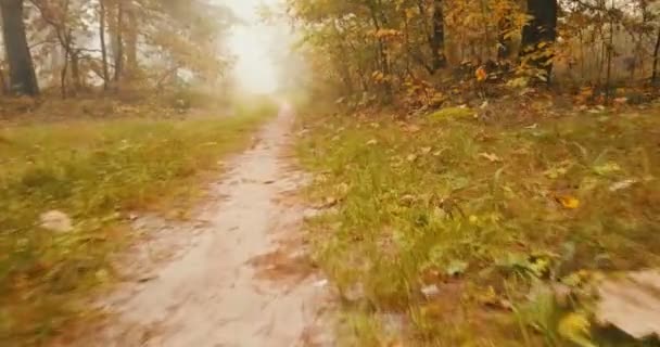 Ruch na drodze leśnej w lesie jesienią jest widok z dołu - Materiał filmowy, wideo