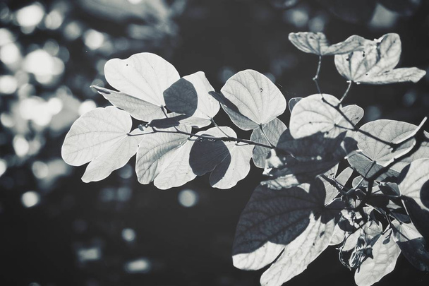 Black and white leaves - Foto, Imagen
