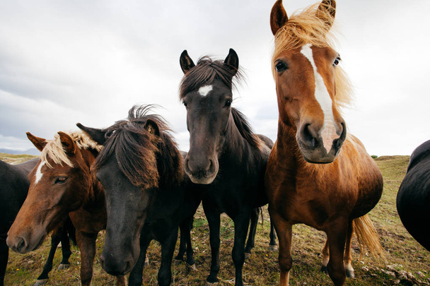 Funny horses in windy weather, Iceland - Photo, Image