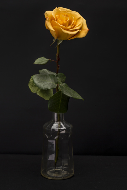 Κίτρινο τριαντάφυλλο απομονώνεται ενάντια σε μαύρο - Φωτογραφία, εικόνα