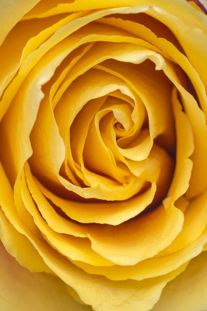 Μακροεντολή που κλείνουν ένα ανοιχτό γάμο όμορφο κίτρινο τριαντάφυλλο. Κοντινό πλάνο στο στούντιο - Φωτογραφία, εικόνα