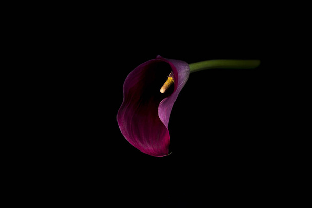 Purple arum lily on a black background - Foto, afbeelding
