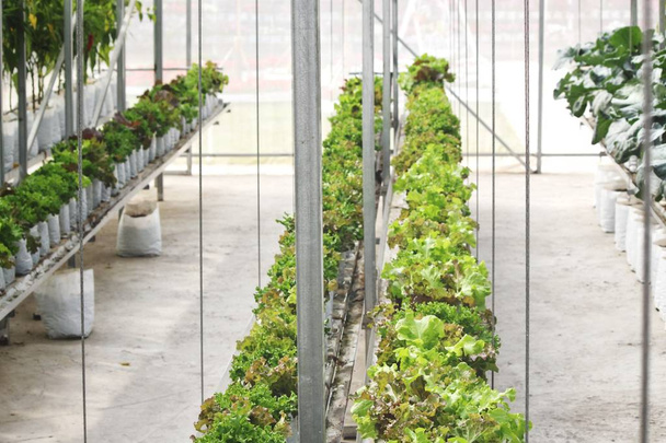 Sałata w farm organicznych hydroponicznych warzyw - Zdjęcie, obraz