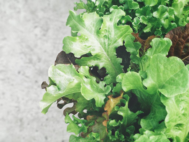 Salat im Bio-Gemüseanbau - Foto, Bild