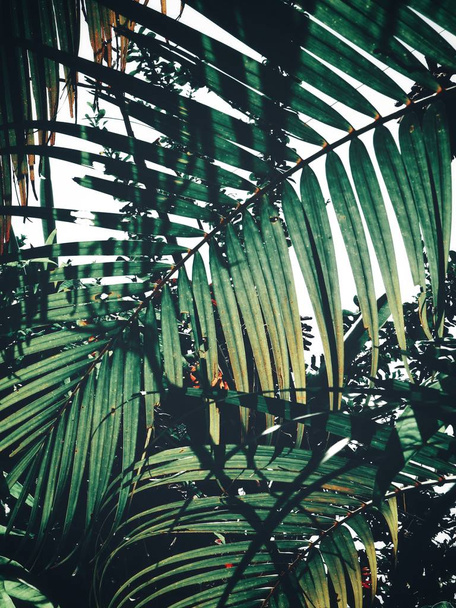 Beautiful of palm tropical leaves - Φωτογραφία, εικόνα