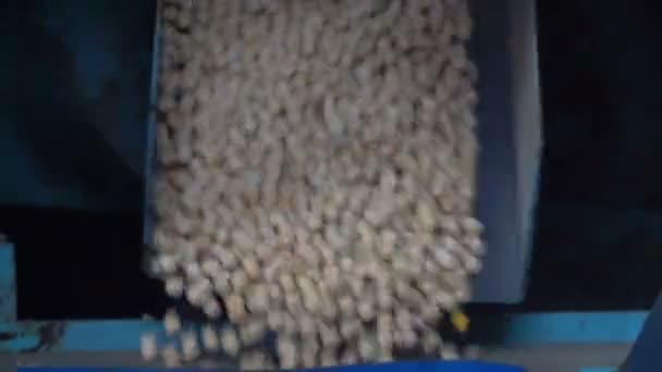 Διαλογής σπόρων μπιζελιού στο ασανσέρ - Πλάνα, βίντεο