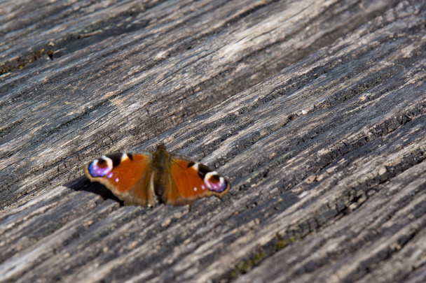 insect nature butterfly on log germany - Photo, Image