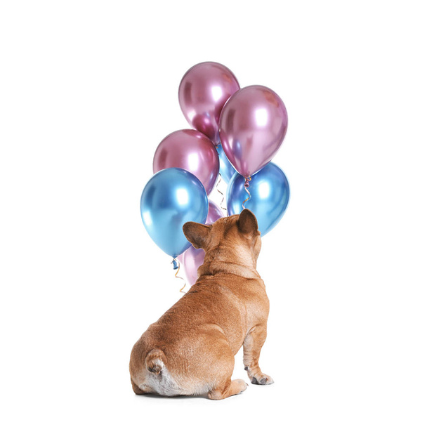 Funny French bulldog and bright balloons on white background - Valokuva, kuva