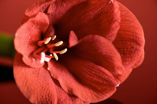 close up view of Living coral amaryllis flower. Pantone color of the year 2019 concept - Zdjęcie, obraz