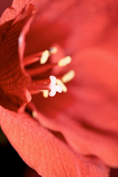 selective focus of Living coral amaryllis flower background. Pantone color of the year 2019 concept - Fotografie, Obrázek