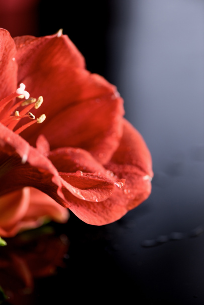 macro view of red amaryllis flower on black - Fotografie, Obrázek