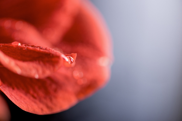Makroaufnahme der roten Amaryllis-Blüte, selektiver Fokus - Foto, Bild