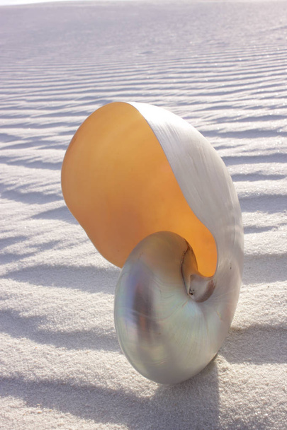 Pearl Nautilus na duna de areia
 - Foto, Imagem