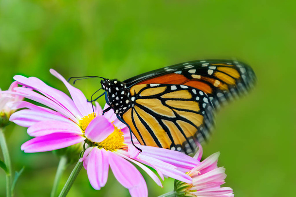 ピンクのコスモスの花夏のモナーク蝶 - 写真・画像