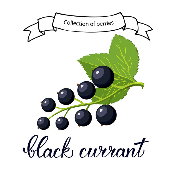 Black currant berry flat icon with handwritten text "black currant". Vector illustration for posters, icons, greeting cards, print and web projects isolated on white - Vektori, kuva