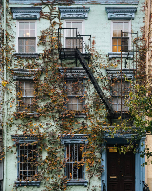 Vines with autumn foliage on a residential building in the East Village, Manhattan, New York City - Фото, зображення