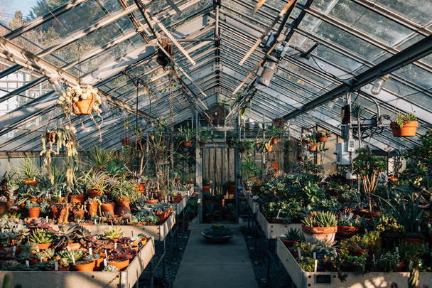 Inside the greenhouse at Wave Hill Public Gardens, in the Bronx, New York City - Foto, Imagem