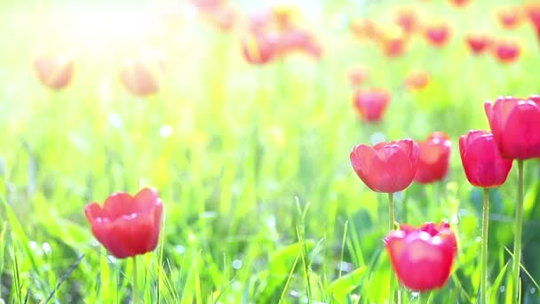 rode tulpen op een achtergrond van groen gras - Video