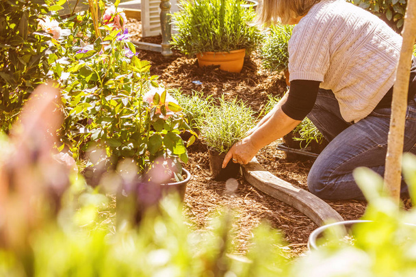 Cropped shot of a middle aged woman planting flowers in garden - Foto, immagini