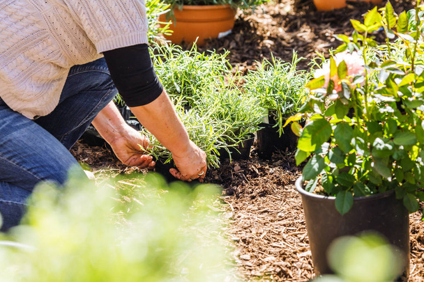 Cropped shot of a middle aged woman planting flowers in garden - Foto, Imagen