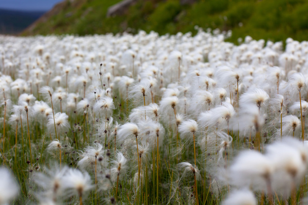 Arctic Cotton Grass in Iceland - Photo, Image