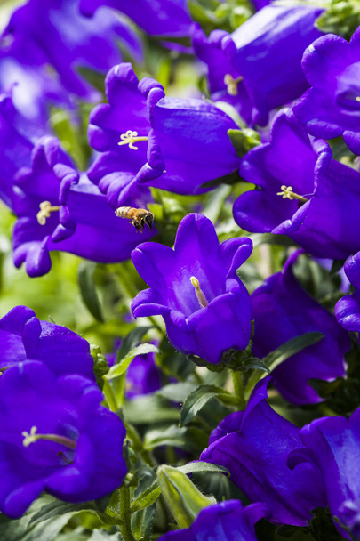 ampanula médio, nome comum Canterbury Sinos, também conhecido como a flor do sino, com abelha
. - Foto, Imagem
