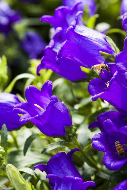 ampanula medium, nome comune Canterbury Bells, noto anche come il fiore della campana, con ape
. - Foto, immagini