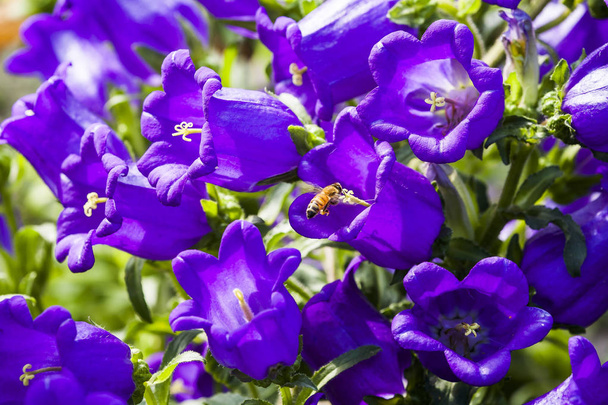 ampanula medium, nome comune Canterbury Bells, noto anche come il fiore della campana, con ape
. - Foto, immagini