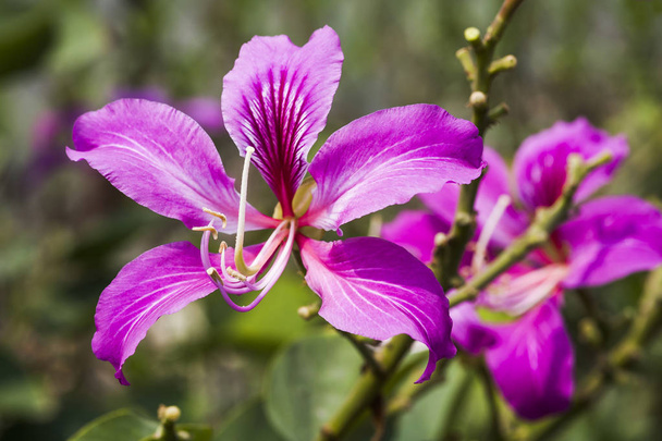 Macro di stami di un fiore di Bauhinia purpurea su sfondo sfocato, DOF superficiale
. - Foto, immagini