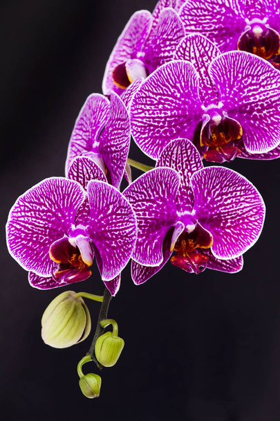 Vértes a kertben rózsaszín orchidea - Fotó, kép