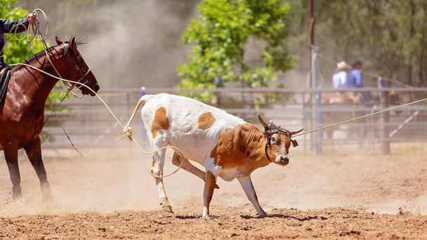 Vasikka lassoed kaulassa ja jaloissa aikana köyden tapahtuma Country Rodeo
 - Valokuva, kuva