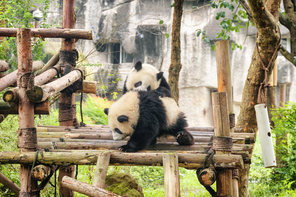 Две милые молодые гигантские панды играют вместе и веселятся. Забавные панды. Удивительные дикие животные
. - Фото, изображение