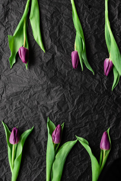 O layout de assunto de botões de flores roxas de tulipas ao longo da linha em um fundo preto
. - Foto, Imagem