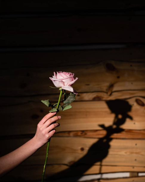 Λουλούδι με σκιά. Ένα κορίτσι φωτογραφίες ένα μεγάλο όμορφο λουλούδι. - Φωτογραφία, εικόνα