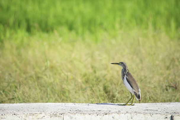 Brązowy ptak lub Ixobrychus sinensis betonu płyty podłogi za łąka. - Zdjęcie, obraz