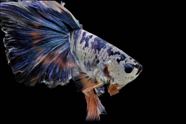 サイモンの戦い魚ベッタは素晴らしい、青い魚、黒の背景、半月ベッタ. - 写真・画像
