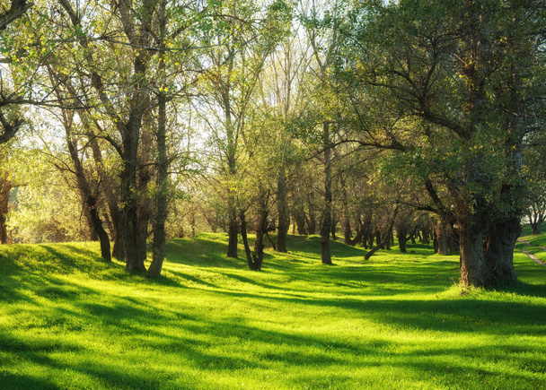 Forêt verte ensoleillée
 - Photo, image