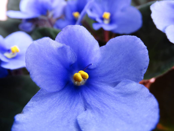 closeup view of Violet Flowers - Fotó, kép