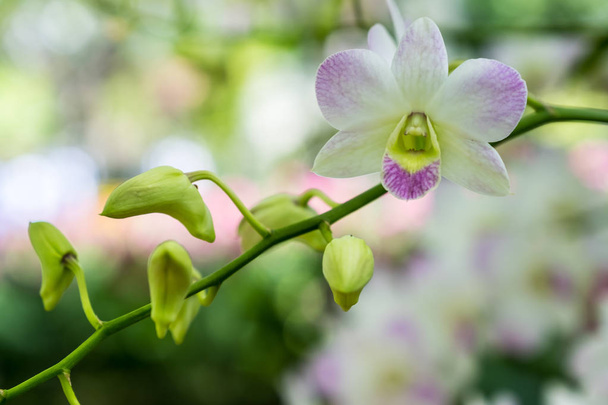 Kaunis orkidea Dendrobium pompadour Kaakkois-Aasiassa
. - Valokuva, kuva