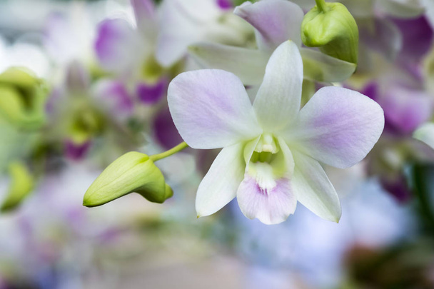 die wunderschöne Orchidee dendrobium pompadour in Südostasien. - Foto, Bild