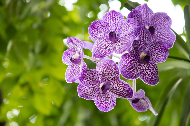 Тай-орхидея фиолетовая, цветок фасоли
. - Фото, изображение