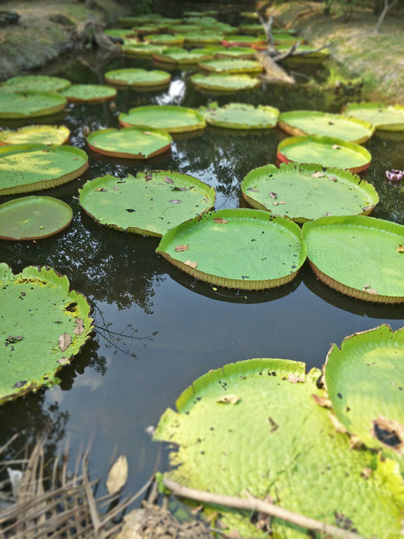 patroon groene lotus blad - Foto, afbeelding