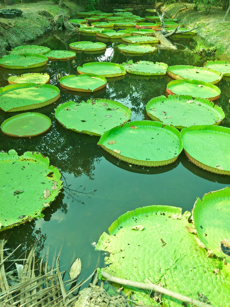 Muster grünes Lotusblatt - Foto, Bild