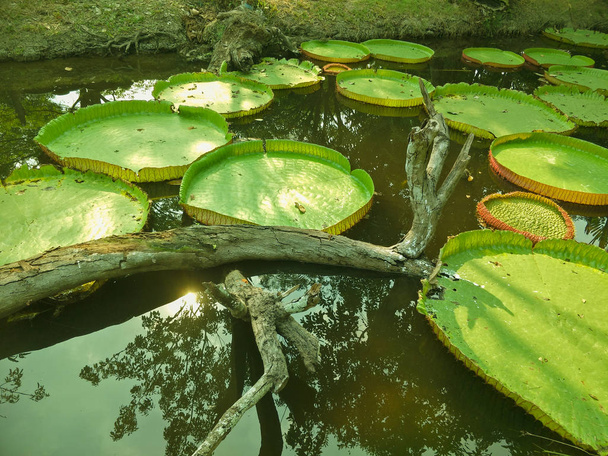 patroon groene lotus blad - Foto, afbeelding